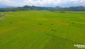gallery/lembor_rice/lembor-rice-field-flores-indonesia-1.jpg